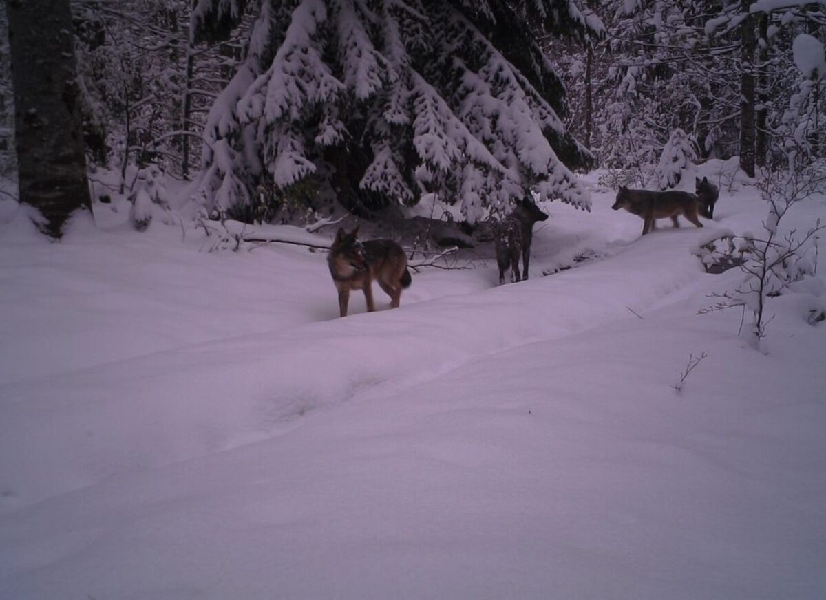 čopor vukova Plješevica - Plitvička jezera, vukovi Plitvička jezera