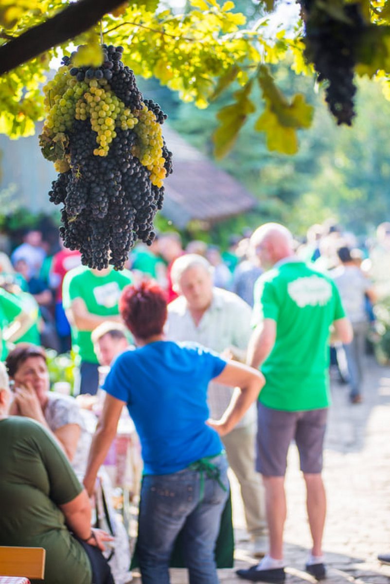 Vinski Bor maraton Zmajevac Foto: Nenad Milić