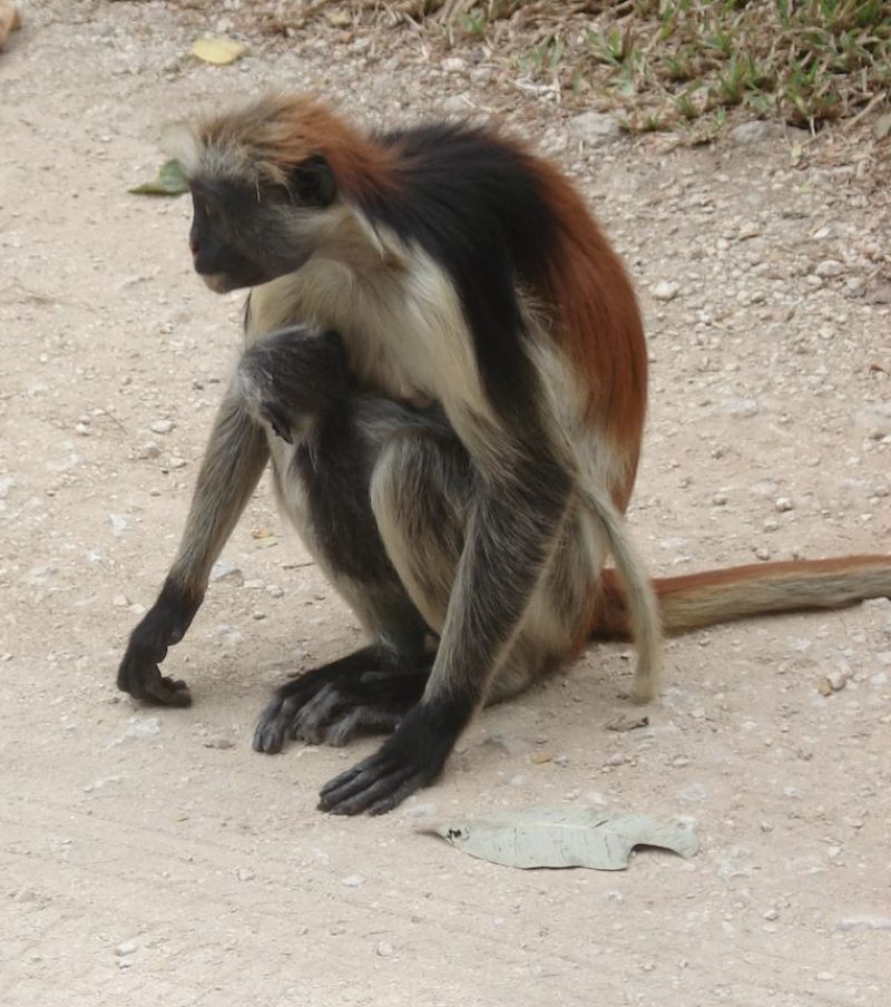 zanzibar