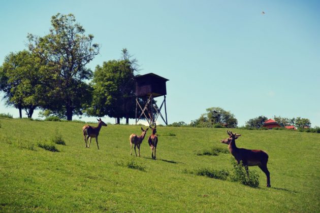 farma jelena, međimurje