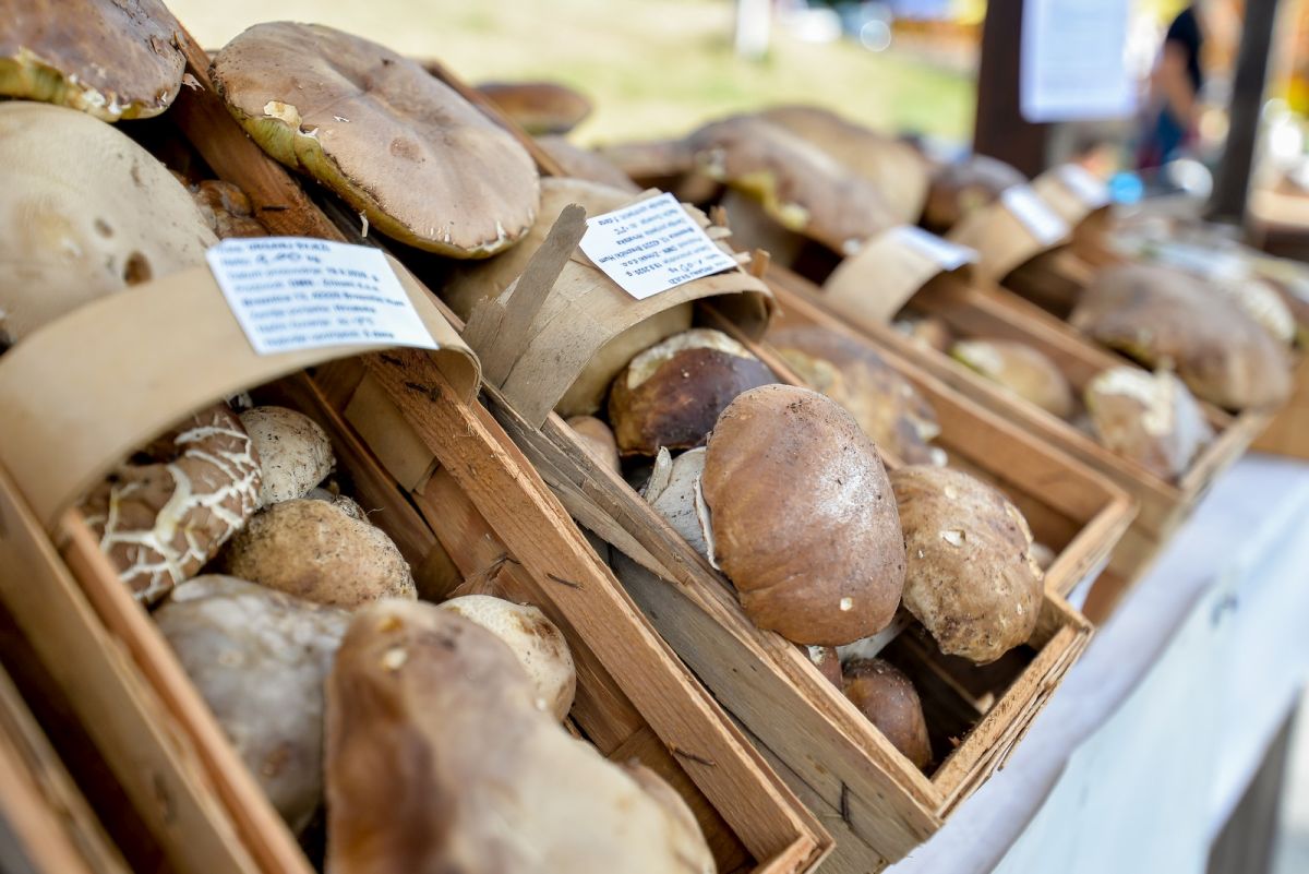 Dani vrganja i crnog tartufa