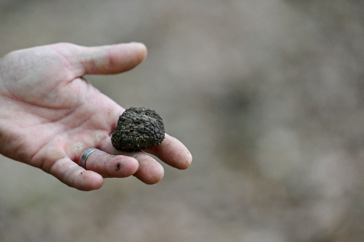 Dani vrganja i crnog tartufa