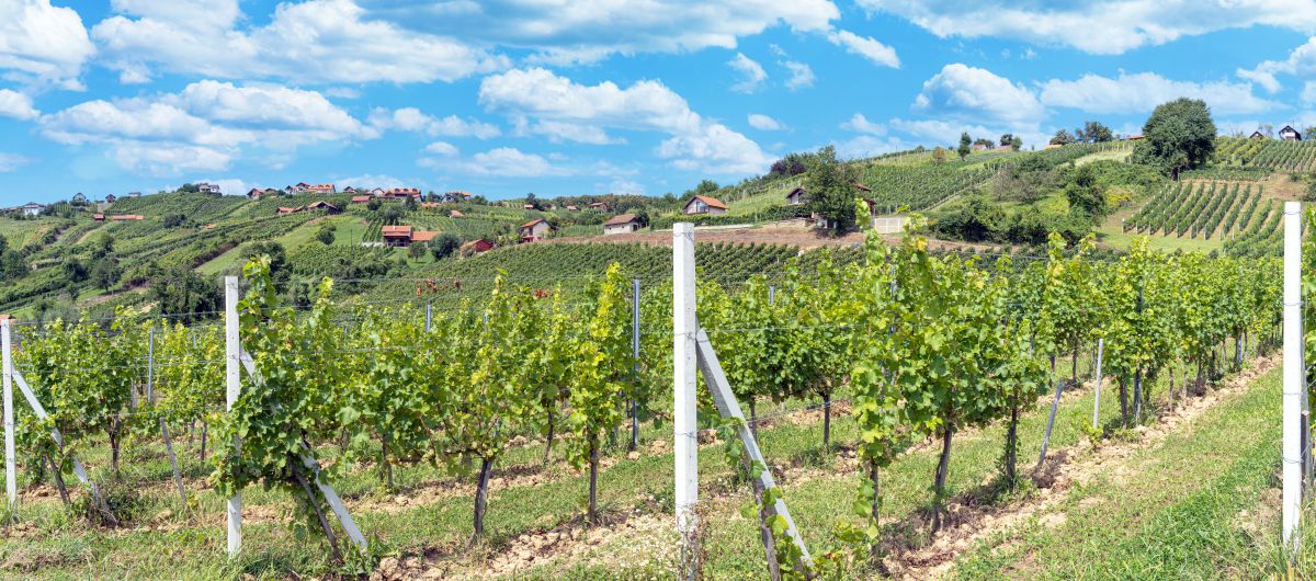 vinogradi s pogledom