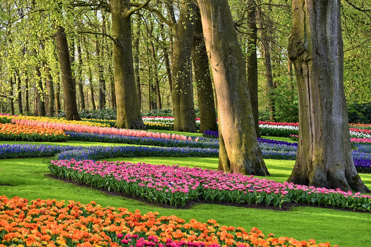 Tulipani