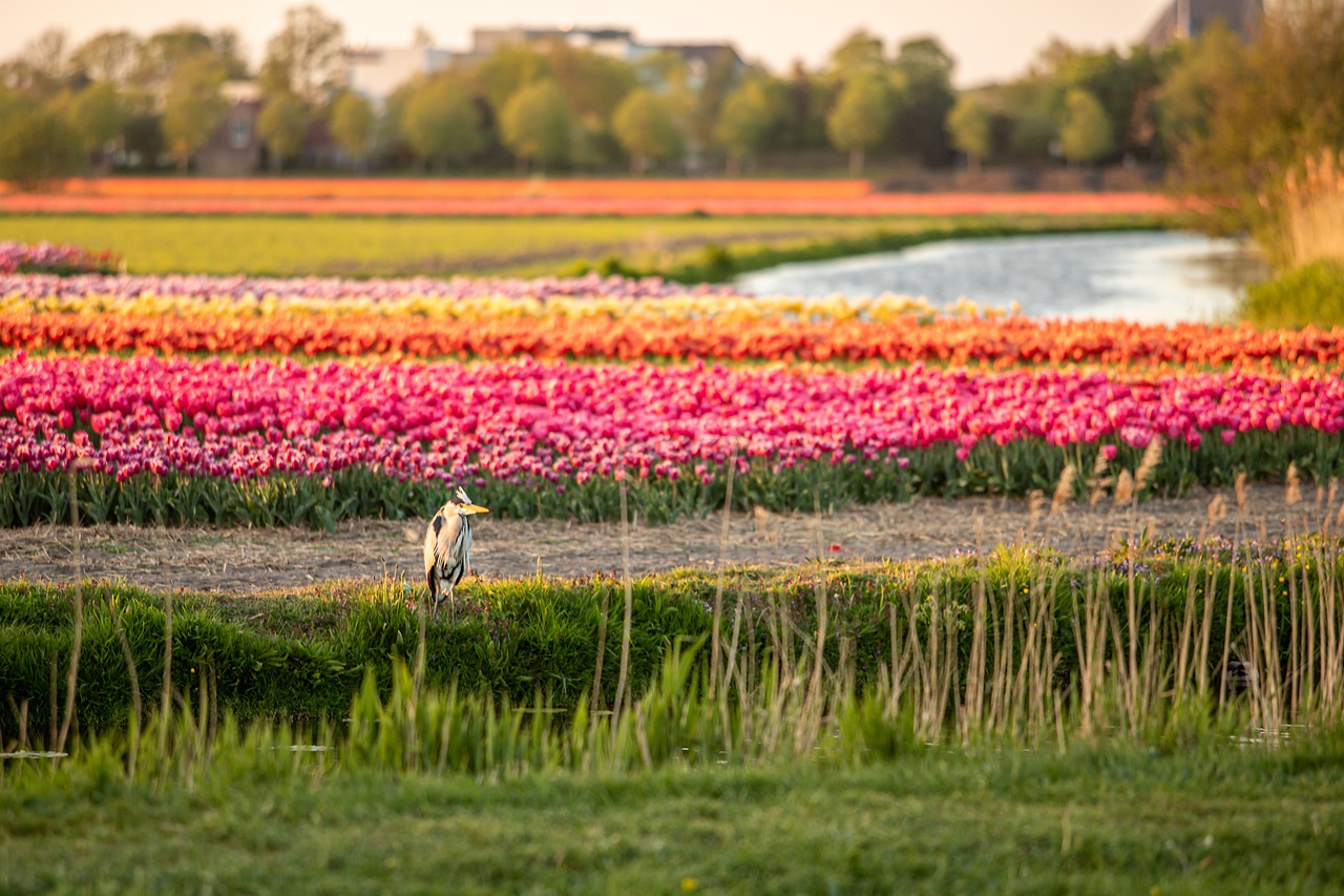 Tulipani