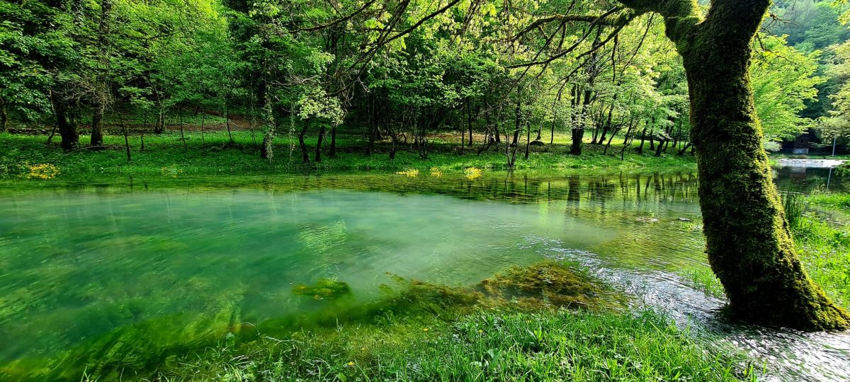 tounjčica