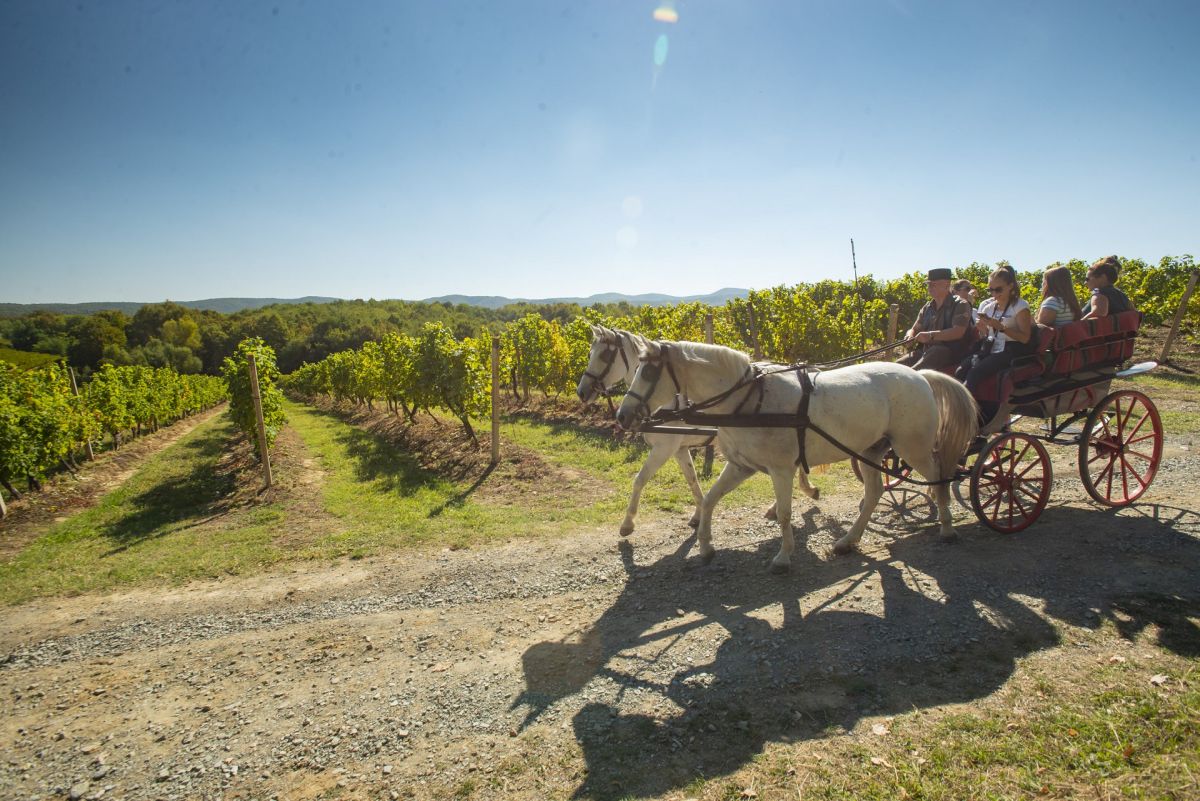 podravina wine not