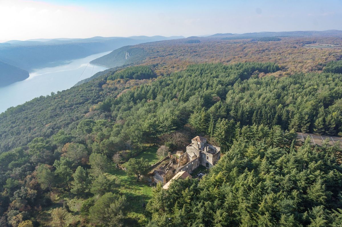 šuma kontija