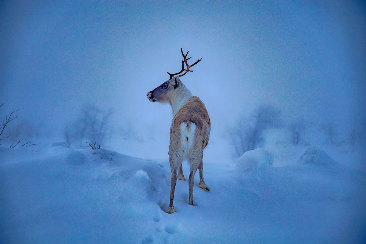 Sob, laponija, zima, Pixabay, Autor: Juha Suhonen