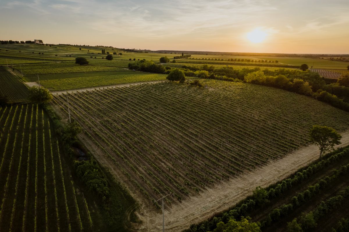 ilok vinogradi iz zraka