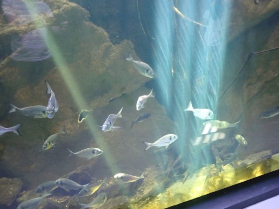 aquatika u karlovcu