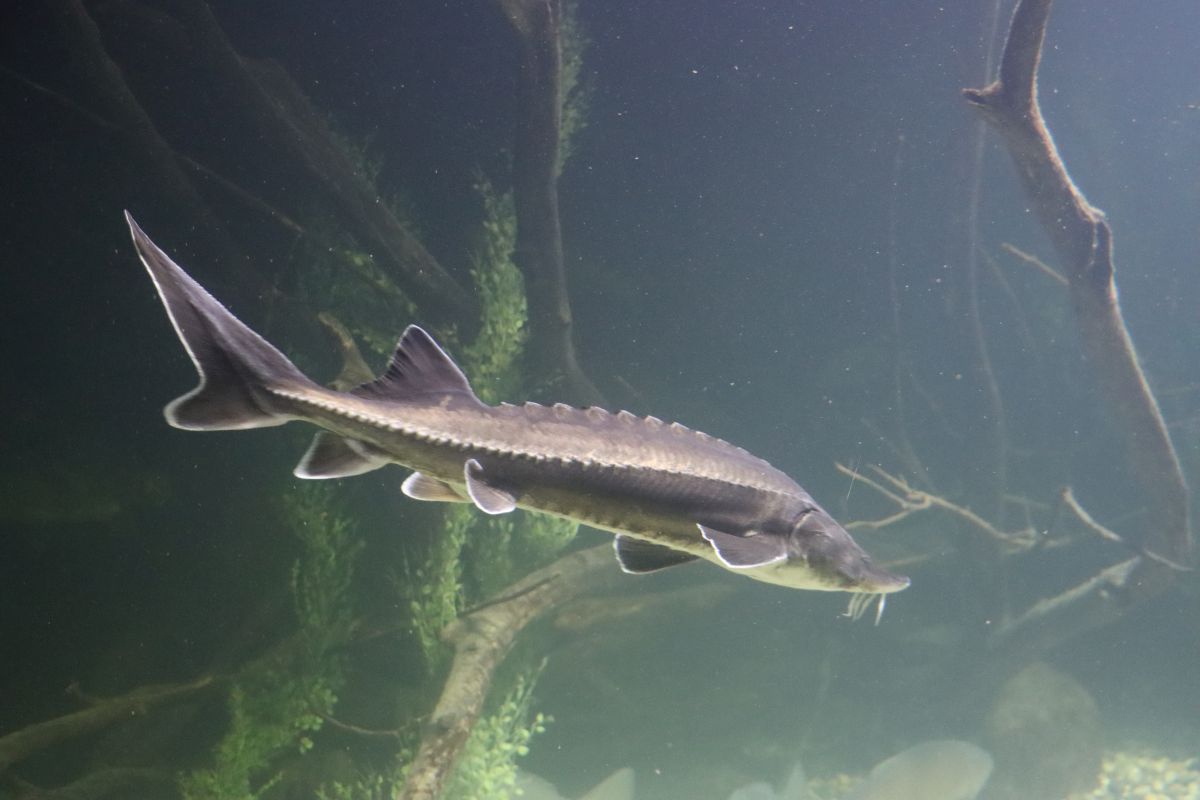 aquatika u karlovcu