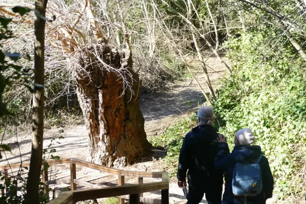 hrvatsko stablo 2023