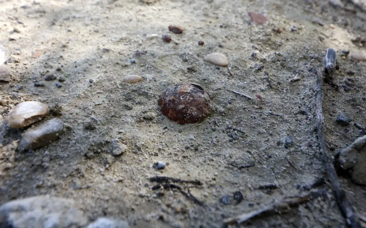 arheološki nalaz lonjsko polje