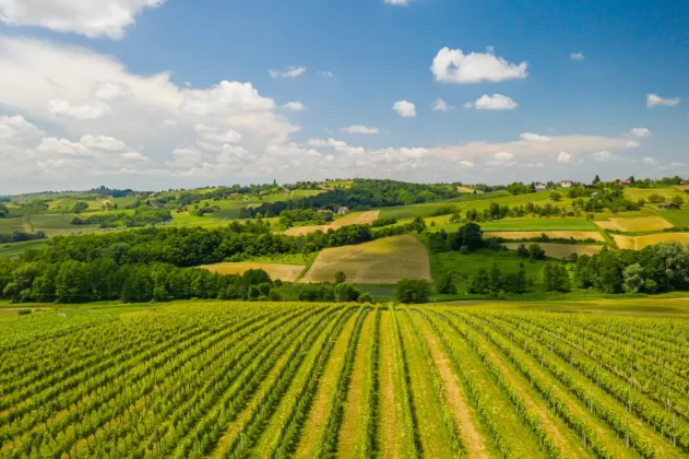 vinogradi međimurje