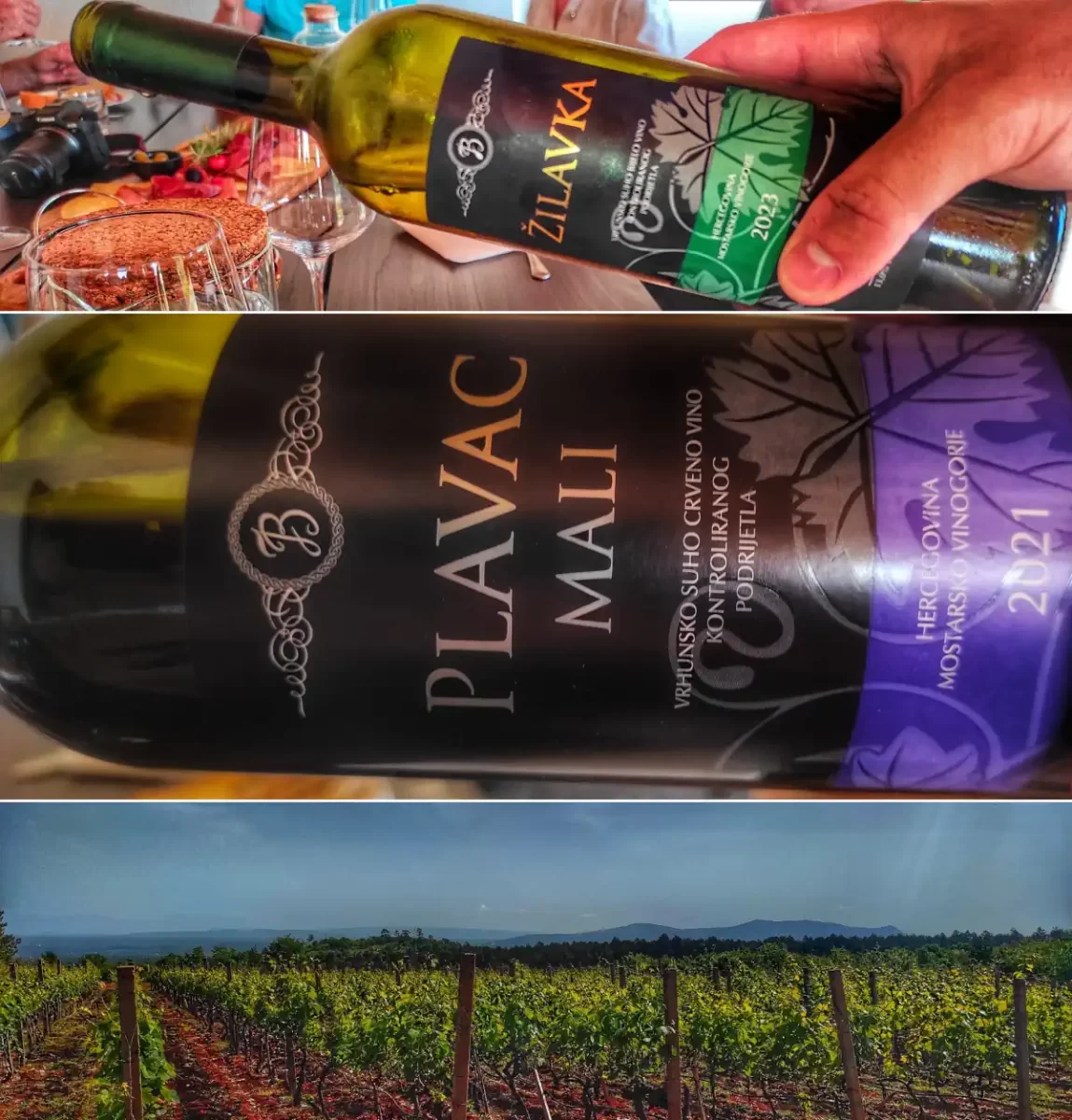 vina i vinograd