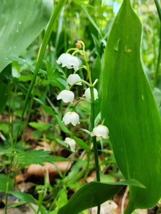 blanka kufner - učka - &scaron;etnja