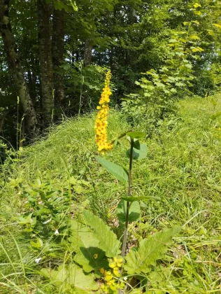 blanka kufner - učka - &scaron;etnja
