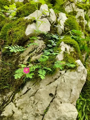 blanka kufner - učka - &scaron;etnja