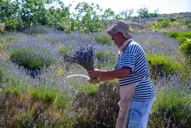 velo grablje lavanda