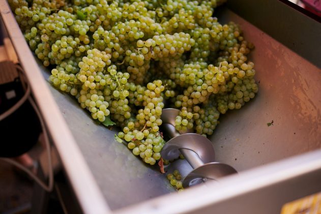 Berba grođđa vinogradi Ple&scaron;ivica