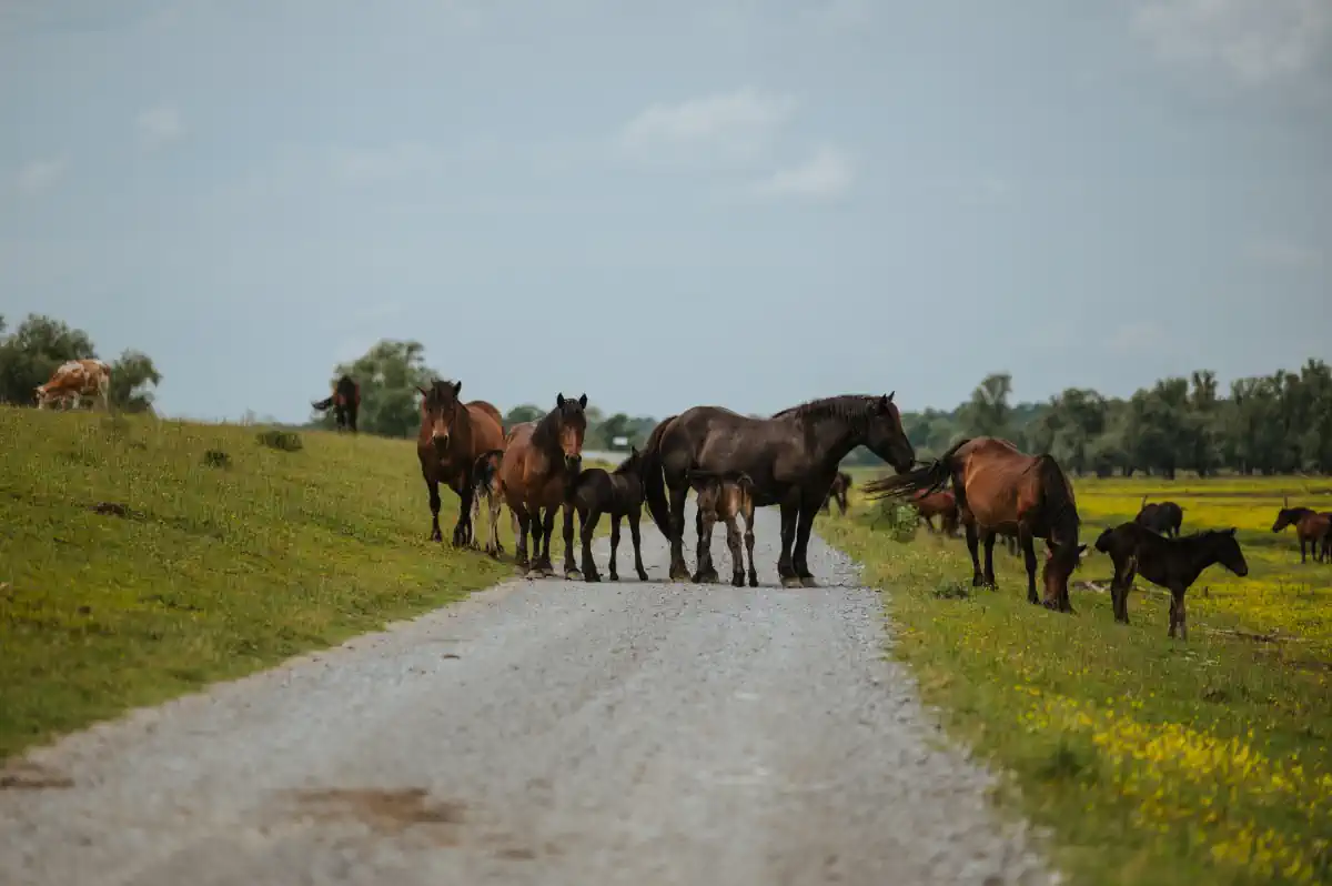 lonjsko polje rujan