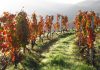Douro Valley, Portugal wineyards
