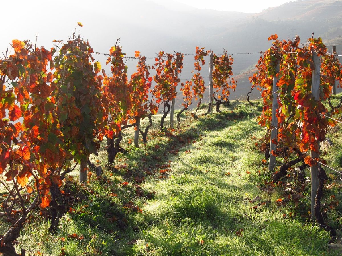Douro Valley, Portugal wineyards