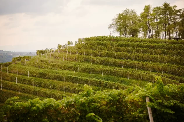 međimurski vinogradi