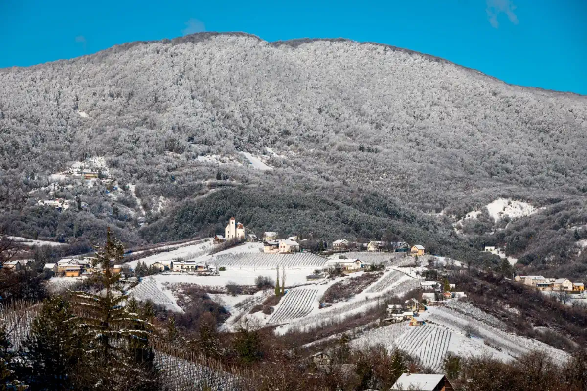 plešivica zimi