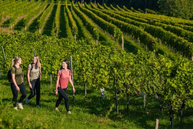vinogradi međimurska županija