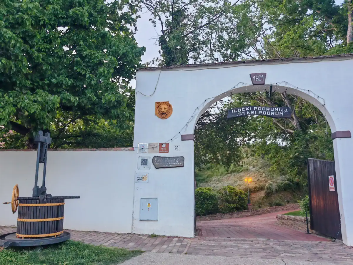 Stari podrum, Iločki podrumi