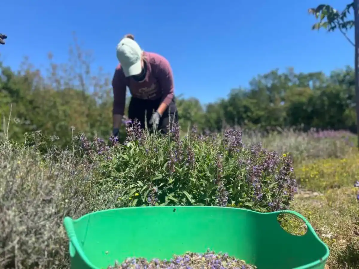 šumski reset, lavanda