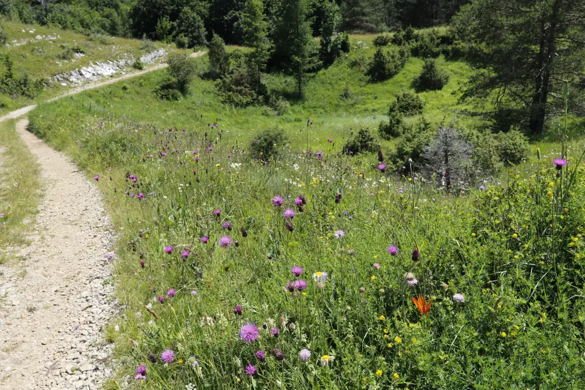 poučna staza Stražica – Sapaćica