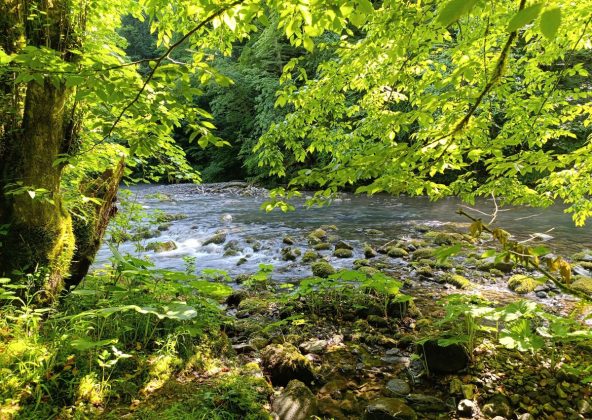 potok, rijeka, Curak, Gorski kotar, &scaron;uma, priroda