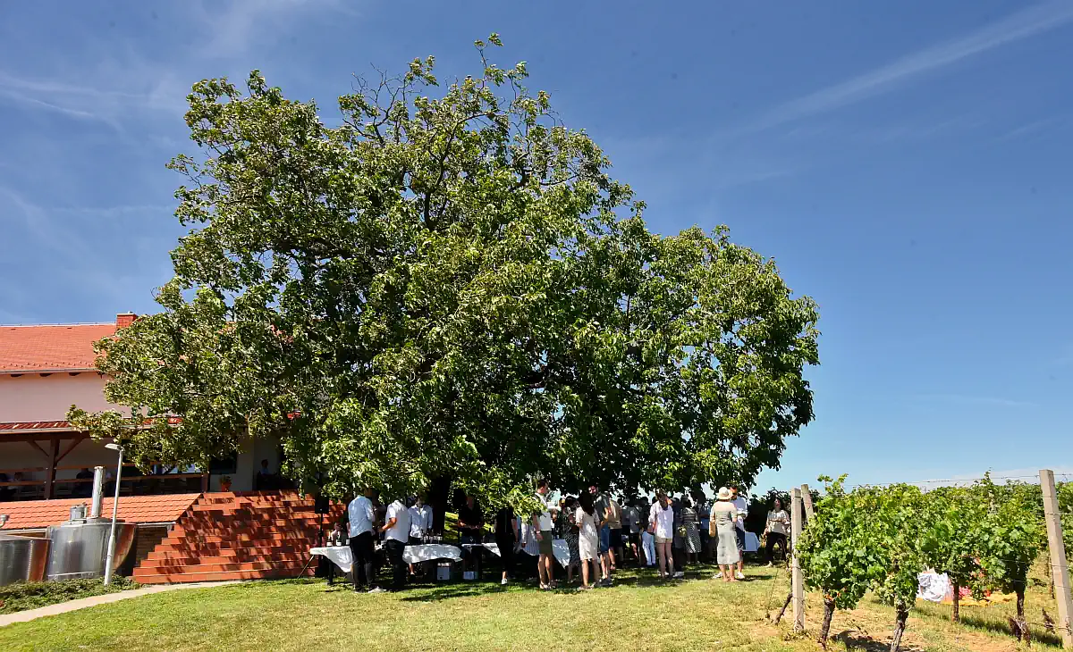 srijem ilok vina