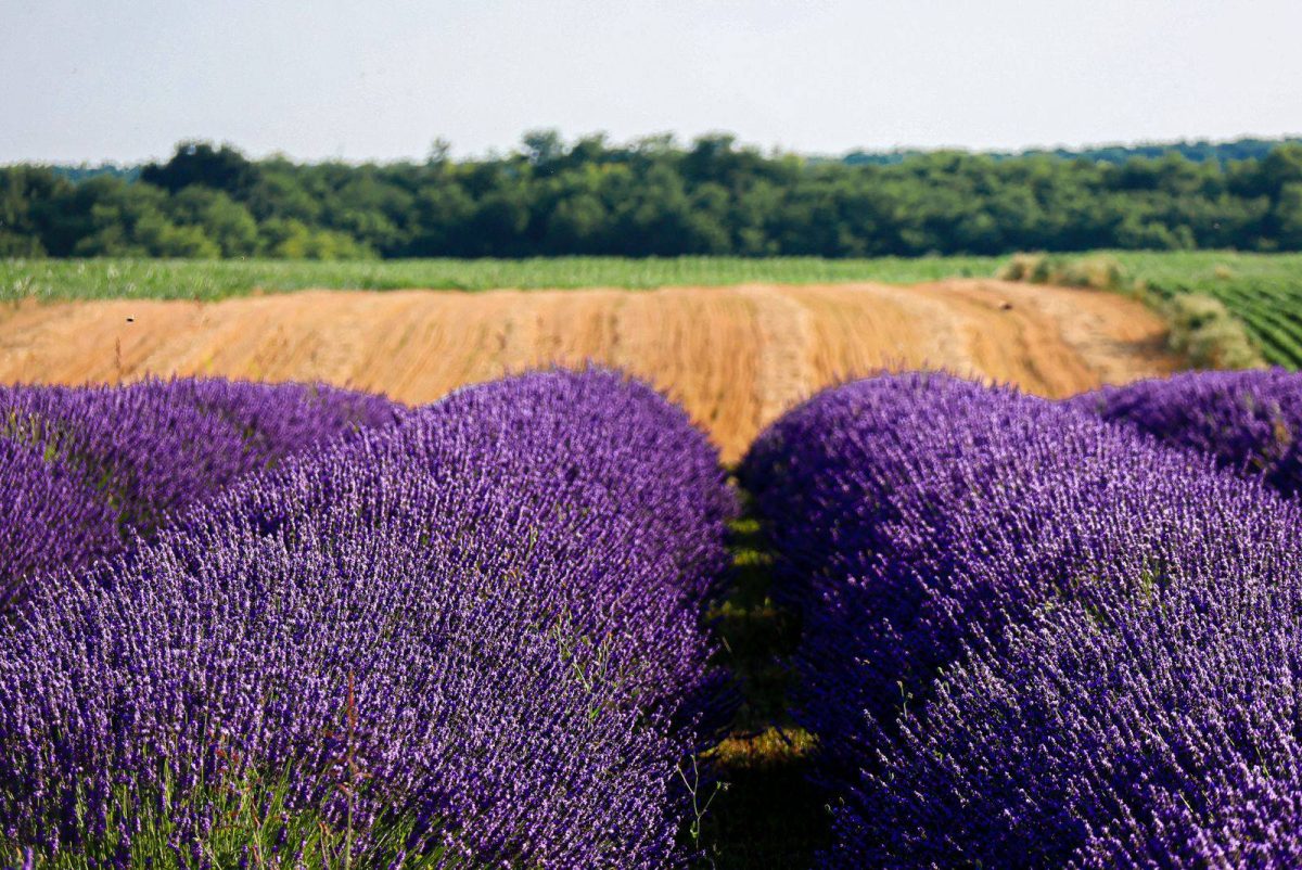 festival lavande Slavonija, polja lavande Slavonija, lavanda u Bogdanovcima kraj Vukovara