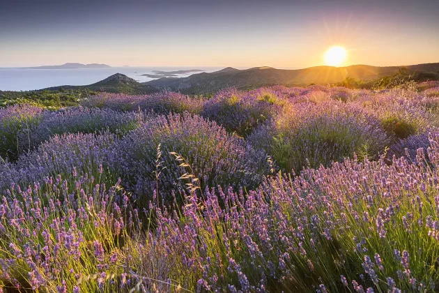 polje lavande hvar