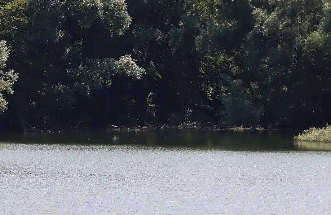 jezero borovik