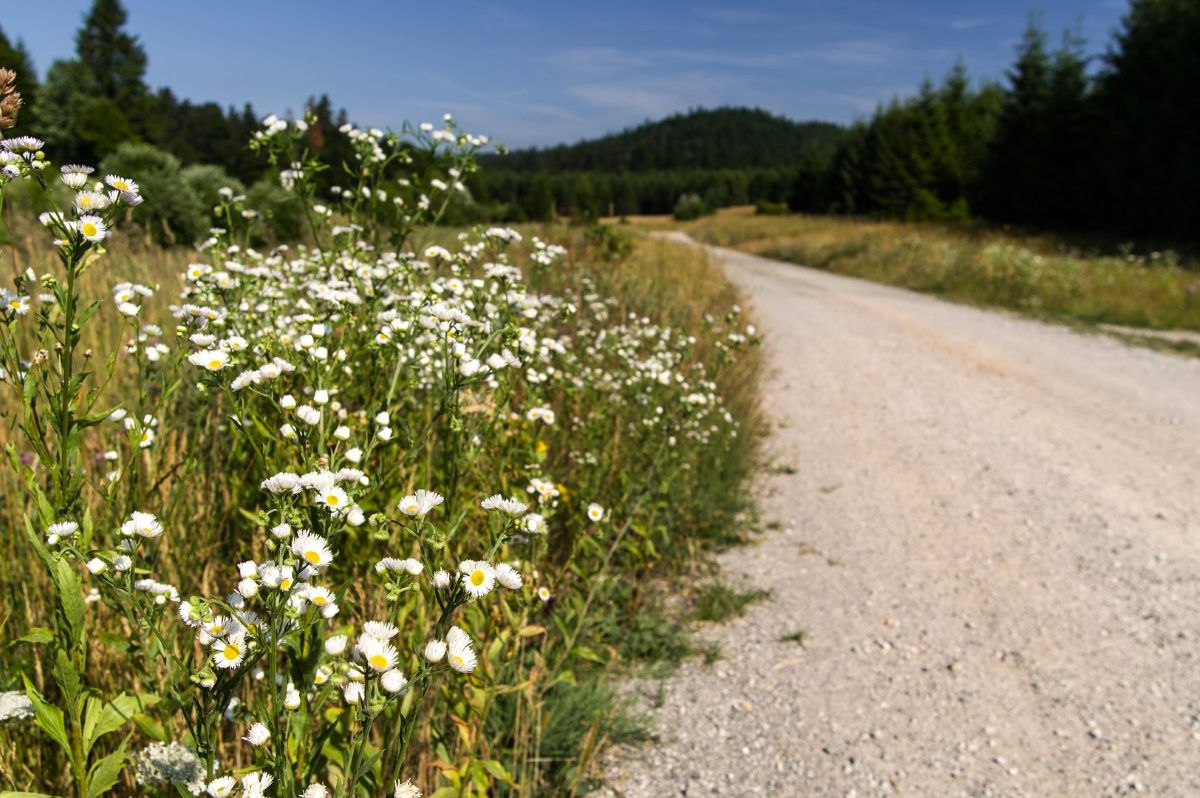livada, šuma, put, Gordki kotar, Roswell, kaubojsko selo, Fužine
