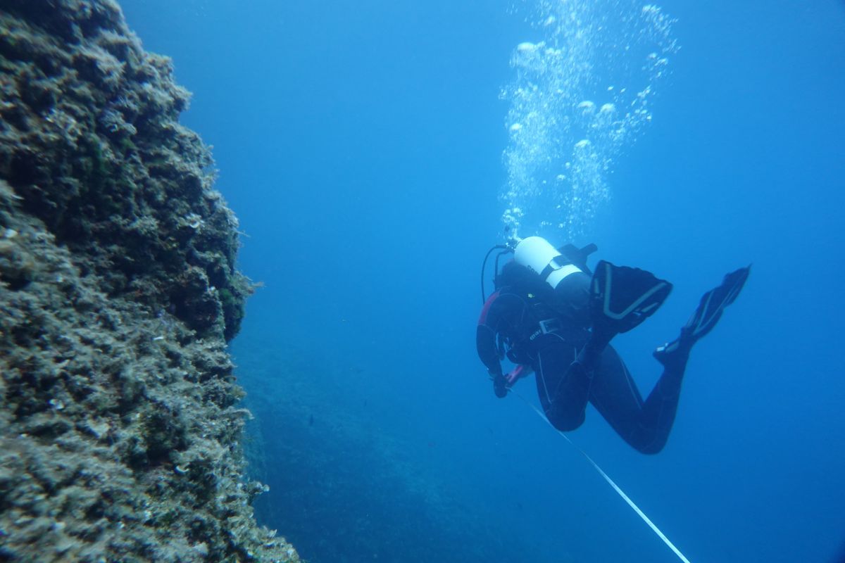 ReefQuest na Ižu: Sustavno istraživanje i zaštita koralja