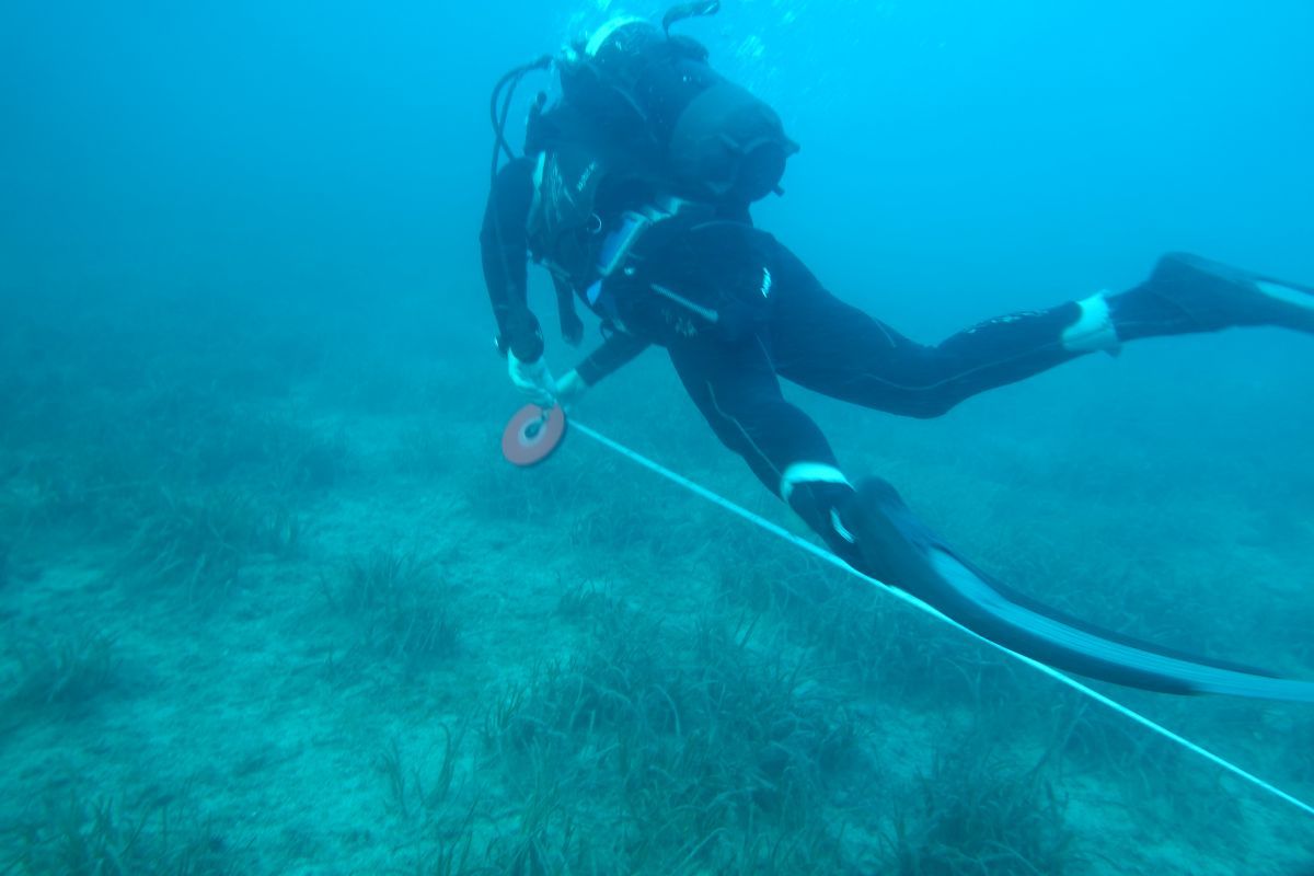 ReefQuest na Ižu: Sustavno istraživanje i zaštita koralja