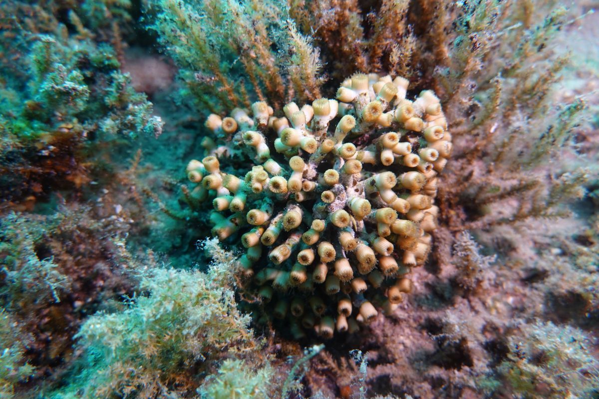 ReefQuest na Ižu: Sustavno istraživanje i zaštita koralja