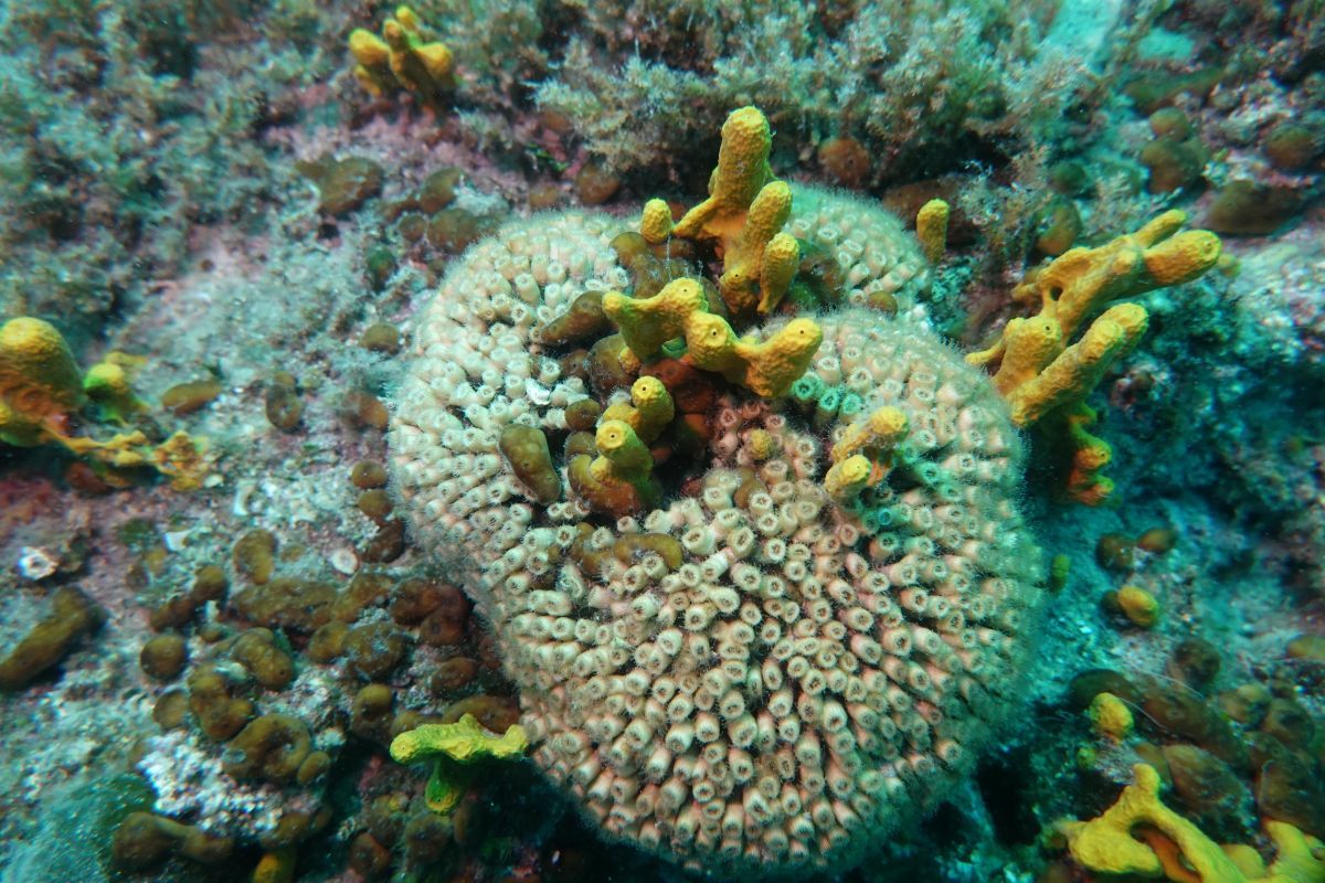 ReefQuest na Ižu: Sustavno istraživanje i zaštita koralja
