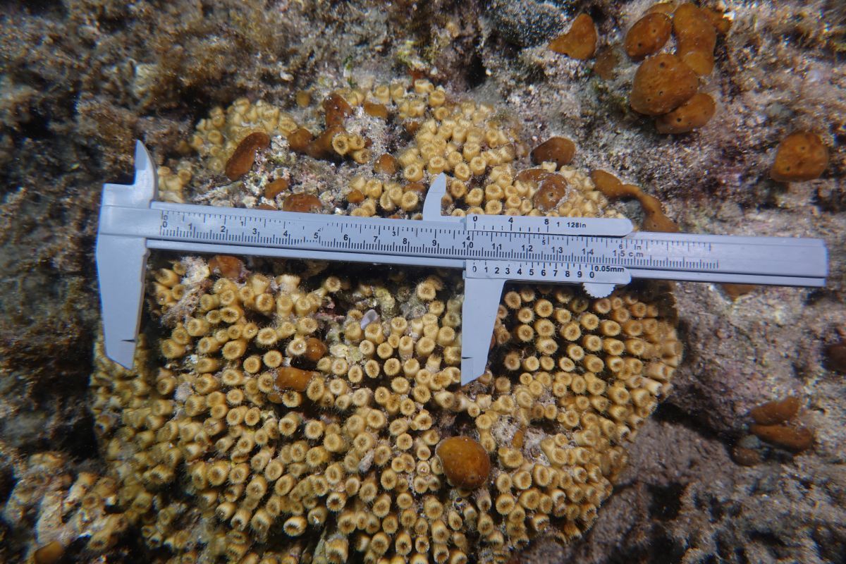 ReefQuest na Ižu: Sustavno istraživanje i zaštita koralja