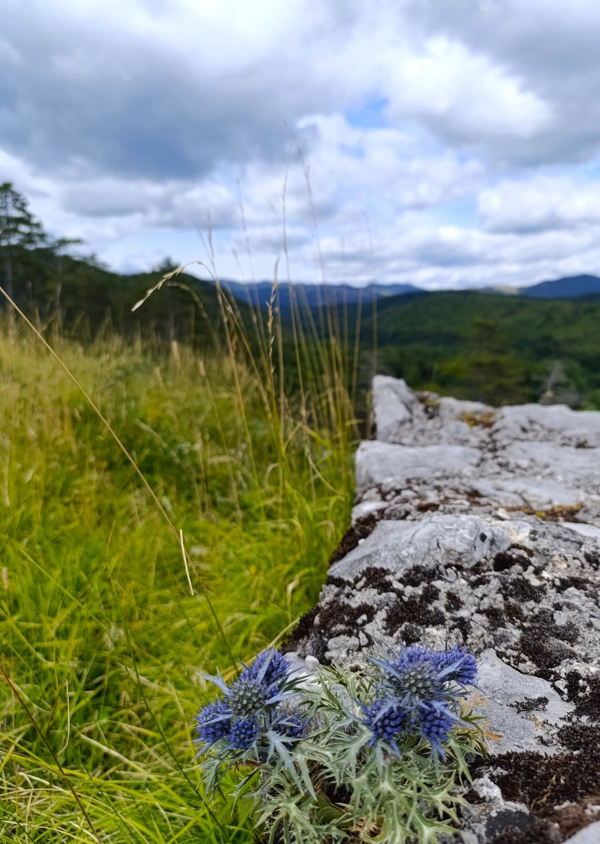 Gradina, Klana, cvijet, priroda