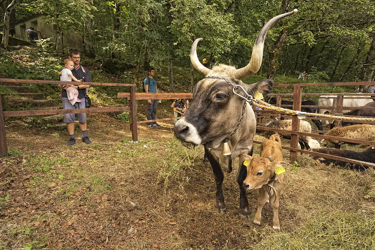 pp učka