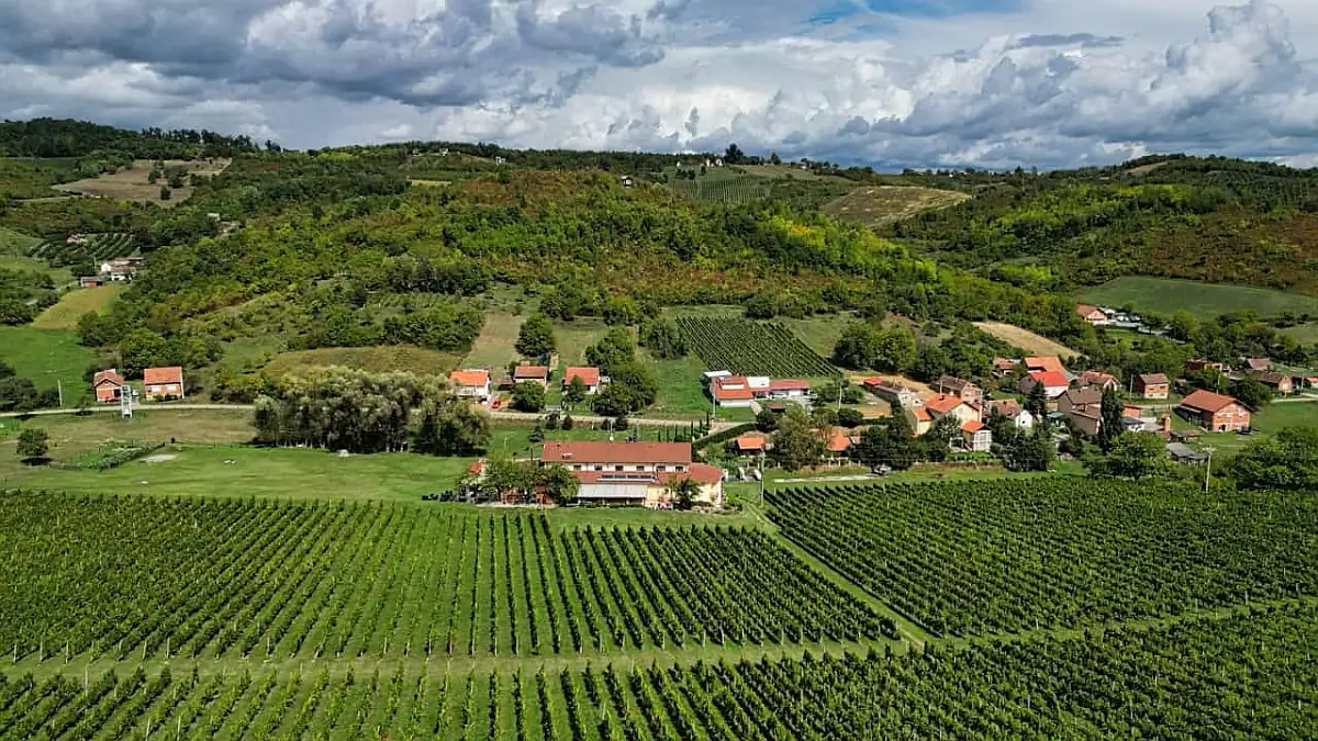 vinogradi brodsko-posavska