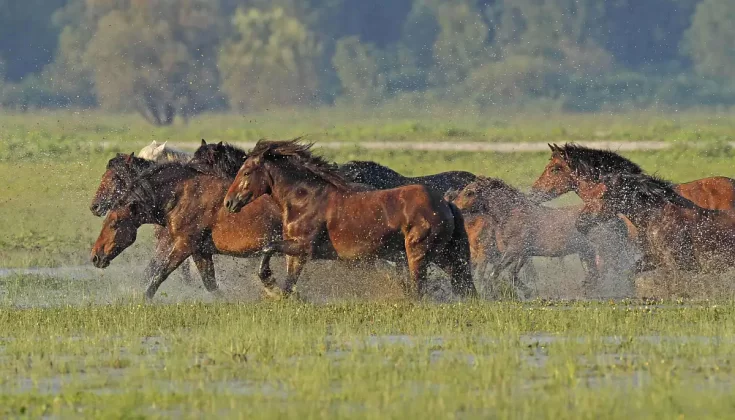 park prirode lonjsko polje projekti