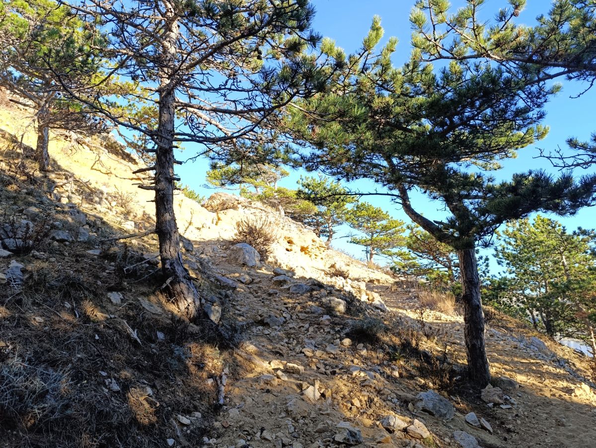 borovi